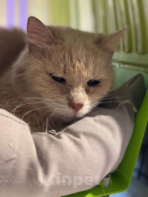 Кошки в Санкт-Петербурге: Старая кошечка ищет дом Девочка, Бесплатно - фото 3