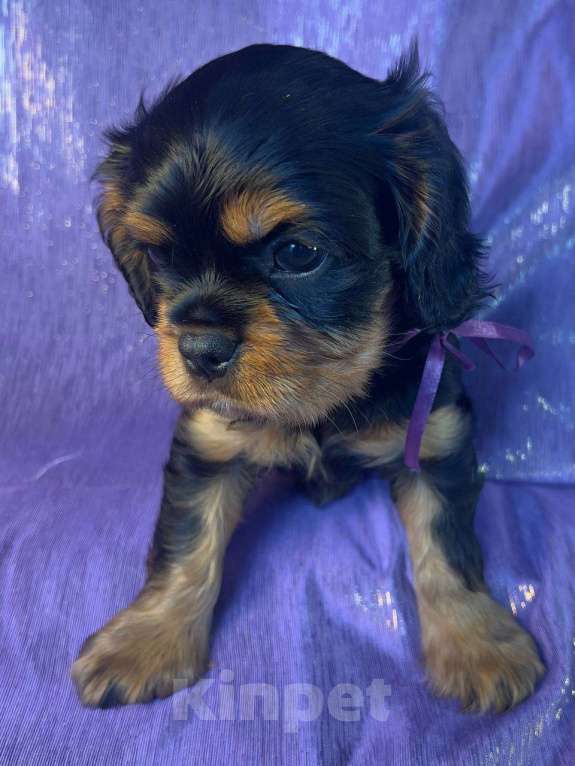 Собаки в Иваново: Шикарная девочка Девочка, Бесплатно - фото 5