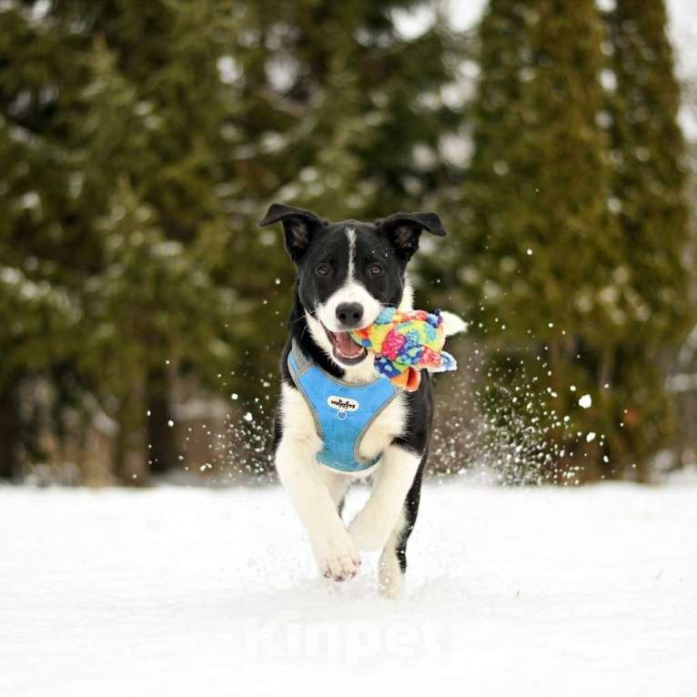 Собаки в Москве: щенок Норд в добрые руки Мальчик, Бесплатно - фото 7