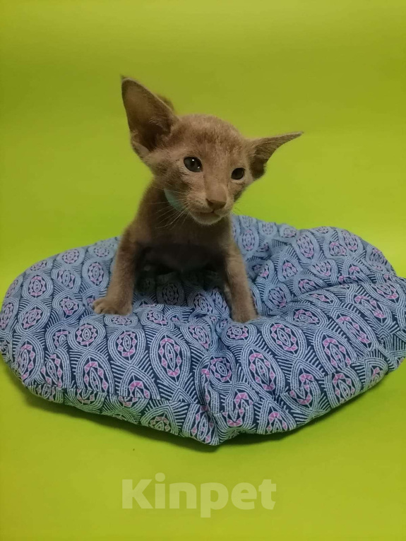 Кошки в Новосибирске: Петерболд Вариетта Мальчик, 50 000 руб. - фото 2