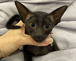 Кошки в Краснодаре: Ориентальный котенок Девочка, Бесплатно - фото 4