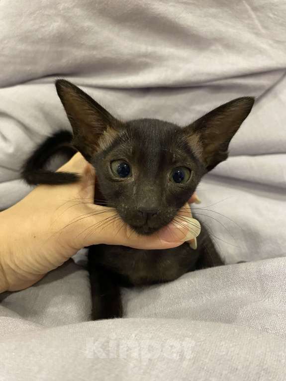 Кошки в Краснодаре: Ориентальный котенок Девочка, Бесплатно - фото 4