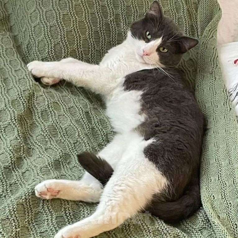 Кошки в Москве: Кот Сахарок Мальчик, Бесплатно - фото 4