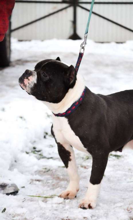 Собаки в Москве: Американский булли в добрые руки  Девочка, Бесплатно - фото 5