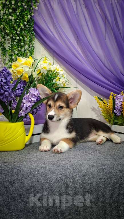 Собаки в Новосибирске: Вельш Корги Пемброк Девочка, 60 000 руб. - фото 5