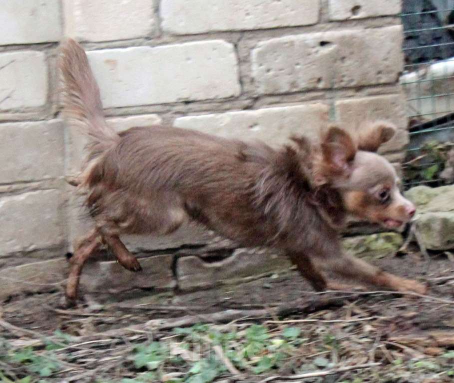 Собаки в Волгограде: Эксклюзивный - Мальчик лиловый длинношерстный Мальчик, 50 000 руб. - фото 5