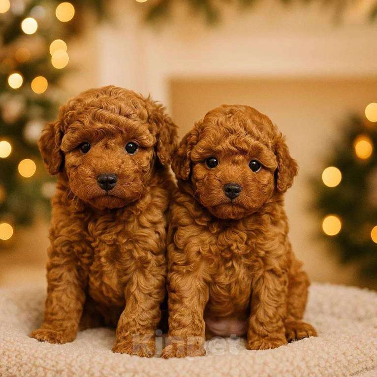 Собаки в Пушкино: Той пудель девочка  Девочка, 100 000 руб. - фото 1