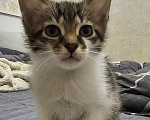Кошки в Москве: Котята в добрые руки Разнополые, Бесплатно - фото 2