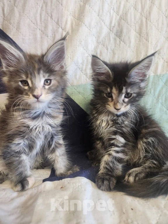 Кошки в Екатеринбурге: Продаются элитные котята Мейн-кун от домашних любимцев Девочка, 17 000 руб. - фото 1