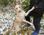 Собаки в Москве: Метис фараоновой собаки ищет дом! Щенок в добрые руки! Девочка, Бесплатно - фото 1