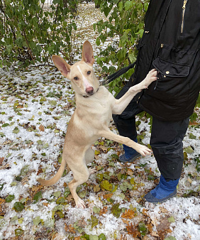 Объявление: Метис фараоновой собаки ищет дом! Щенок в добрые руки!, Бесплатно, Москва