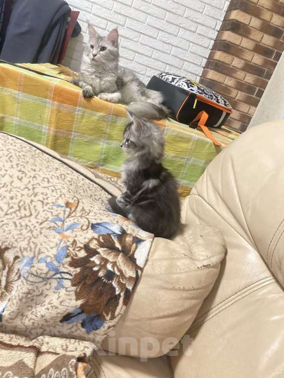 Кошки в Кемерово: Котенок мальчик Мальчик, 15 000 руб. - фото 8