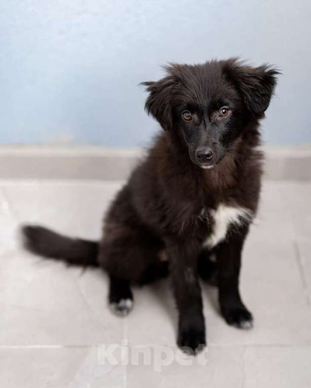 Собаки в Москве: Четверо чудесных щенков ищут дом. Девочка, Бесплатно - фото 6