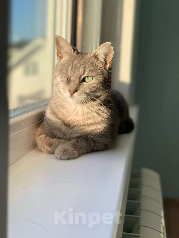 Кошки в Котельнике: Самая ласковая и ручная кошечка Тея в добрые руки Девочка, Бесплатно - фото 3