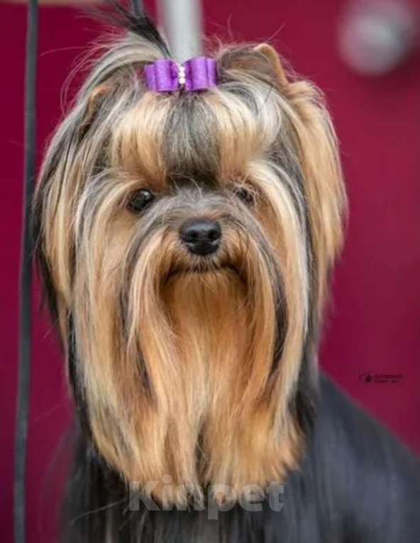 Собаки в Боровске: Пупсики Мальчик, 25 000 руб. - фото 4