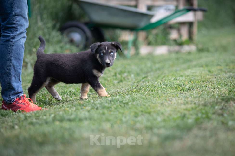 Собаки в Москве: Малу, маленький метис хаски Девочка, Бесплатно - фото 4