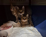 Кошки в Москве: Снос фабрики. Бульдозеры и малыши Разнополые, Бесплатно - фото 3