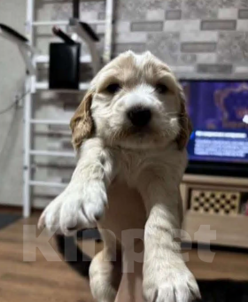 Собаки в Волгограде: Английский Кокер-спаниель, щенок Девочка, 15 000 руб. - фото 2