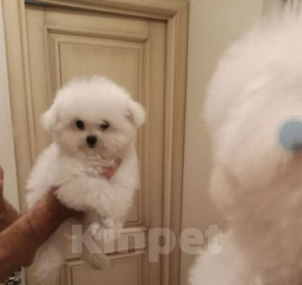 Собаки в Москве: Бишон-фризе, Китай  Девочка, 135 000 руб. - фото 4