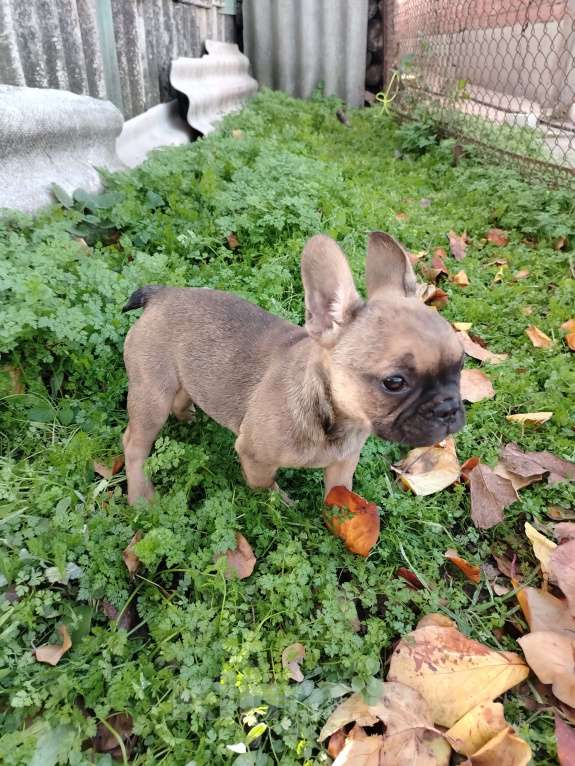 Собаки в других городах Краснодарского края: Щенки французского бульдога  Мальчик, 15 000 руб. - фото 6