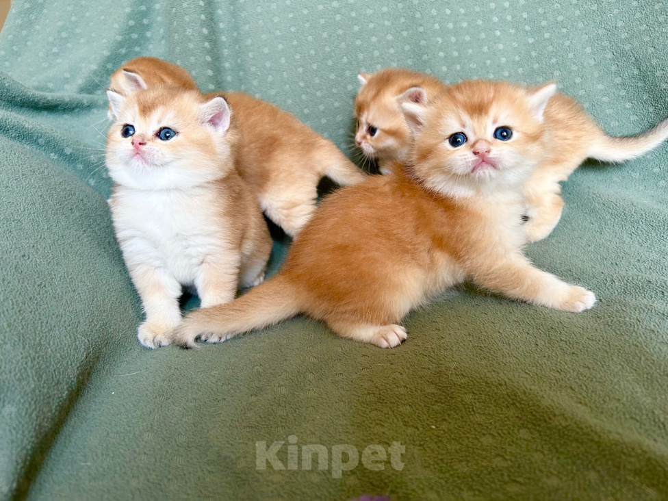 Кошки в Москве: Котята плюшевые золотые Мальчик, 18 000 руб. - фото 2