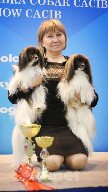 Собаки в Москве: щенки папийона и фалена Девочка, Бесплатно - фото 7