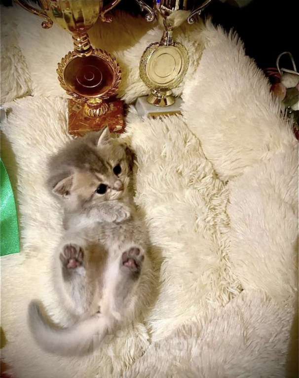 Кошки в Батайске: Серенькая красавица Девочка, 5 000 руб. - фото 1