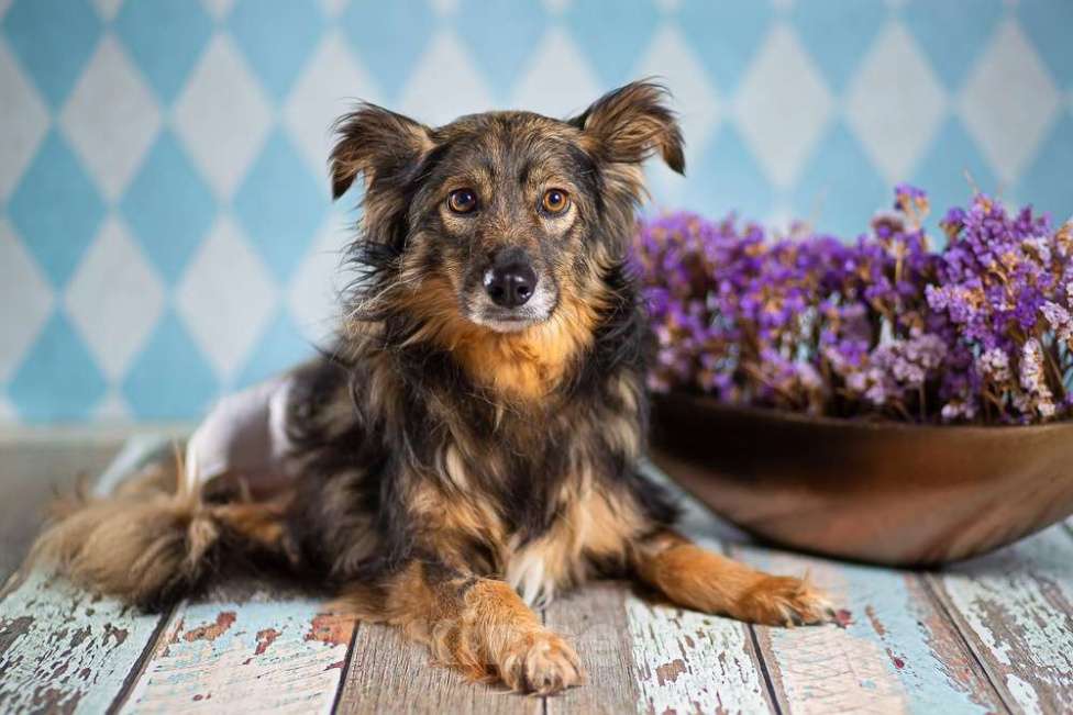Собаки в Москве: Маленькая пушистая собачка-инвалид Лёля в приюте в добрые руки Девочка, 1 руб. - фото 5