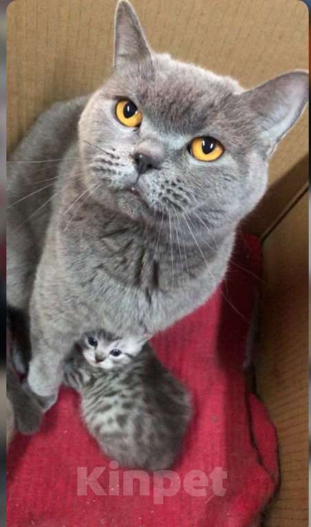 Кошки в Москве: Шотландская вислоухая  Девочка, 5 000 руб. - фото 4