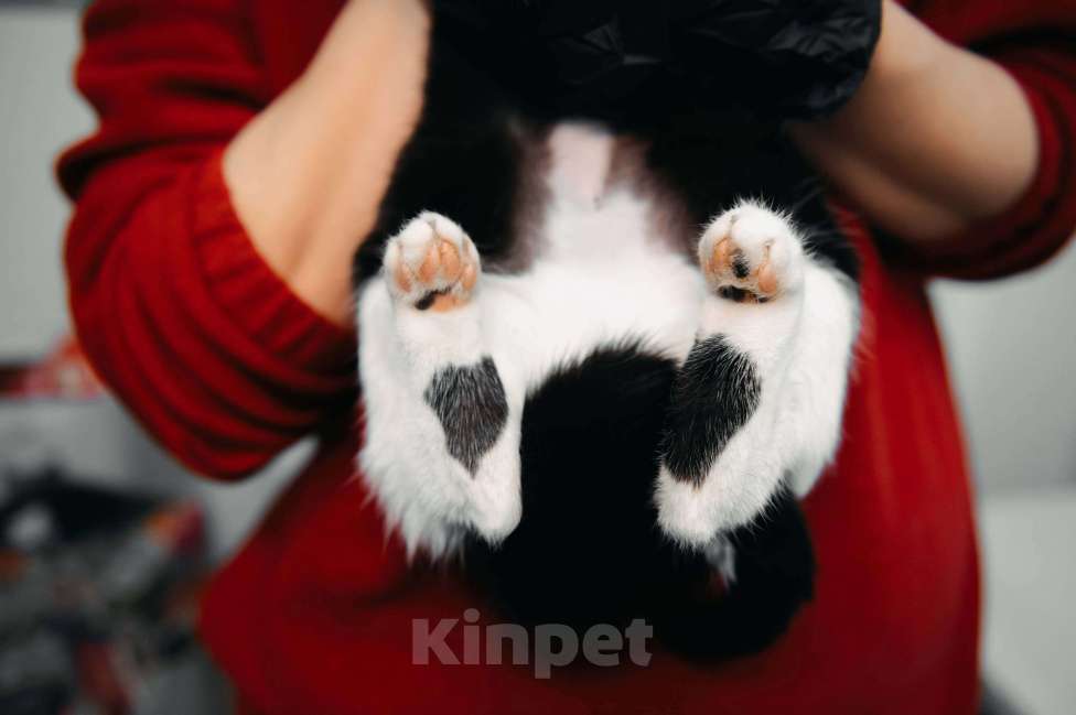 Кошки в других городах Московской области: Мадам Кюри ищет свой дом! Девочка, Бесплатно - фото 7