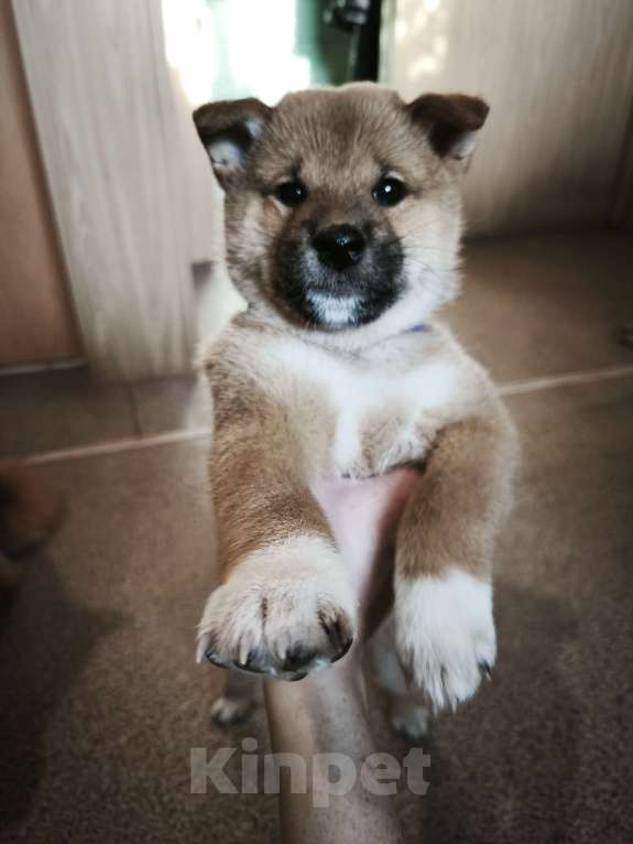 Собаки в Никольском: Продается щенок сиба ину Мальчик, 70 000 руб. - фото 6