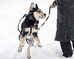 Собаки в Москве: Малыш ищет дом Мальчик, 10 руб. - фото 6