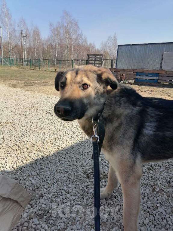 Собаки в Москве: Найдется ли мне местечко хотя бы в приюте? Мальчик, Бесплатно - фото 3
