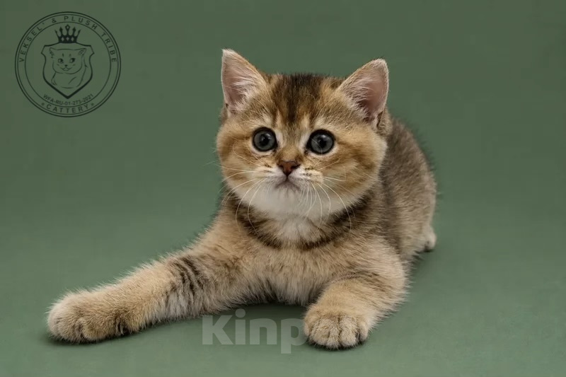 Кошки в Люберцах: Британский котенок Девочка, 20 000 руб. - фото 1
