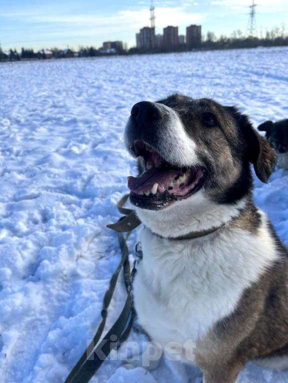 Собаки в Королеве: В поисках дома Берта. Девочка, Бесплатно - фото 6