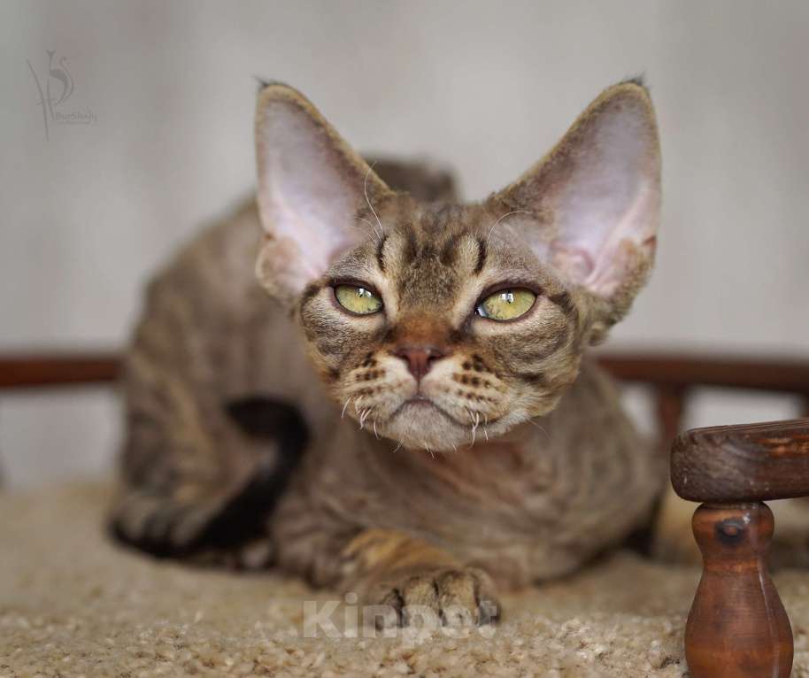 Кошки в Москве: Девон-рекс полосатый Мальчик Мальчик, 70 000 руб. - фото 4
