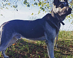 Собаки в Лесозаводске: Предлагается к вязки кобель Вео Мальчик, Бесплатно - фото 3