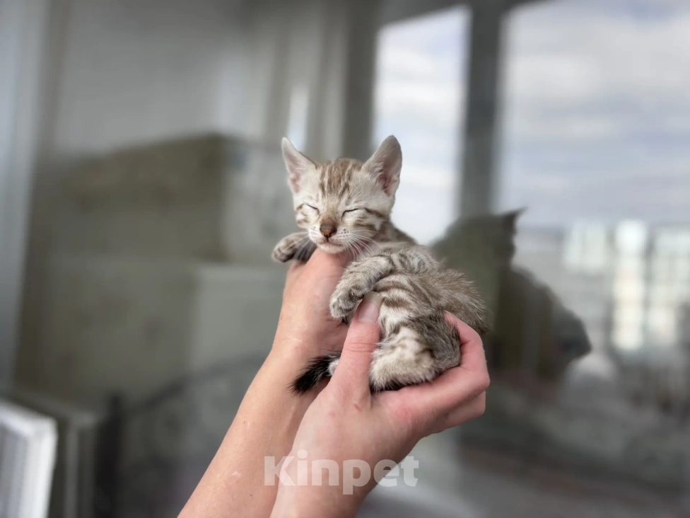 Кошки в Санкт-Петербурге: Бенгальский котёнок Мальчик, 55 000 руб. - фото 7