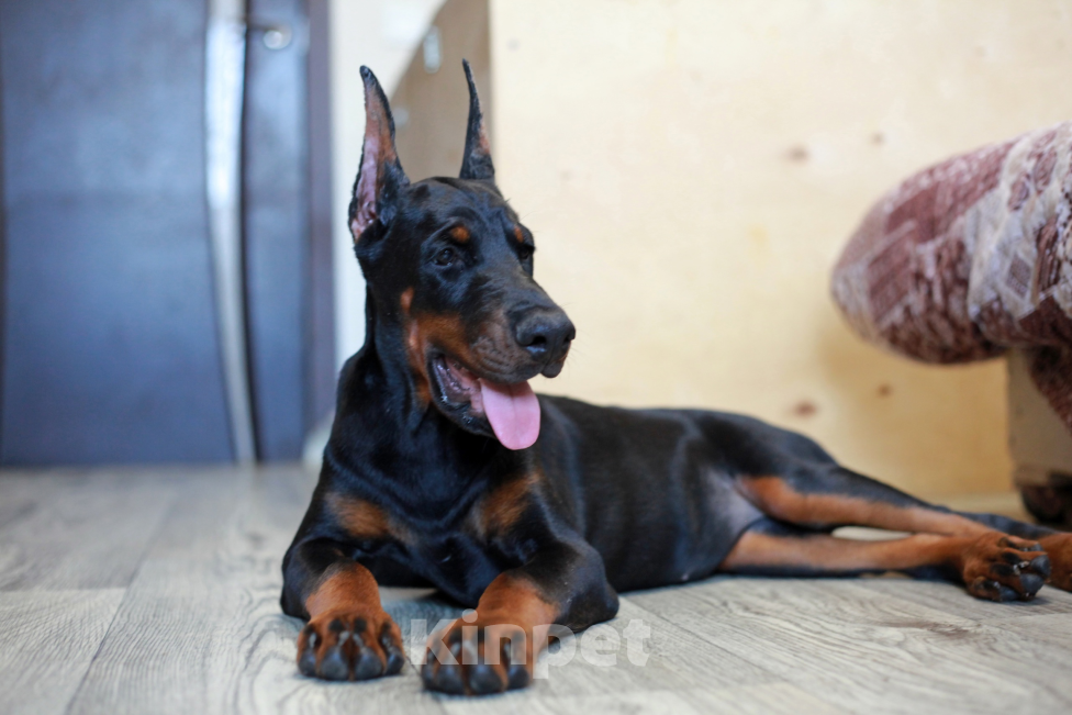 Собаки в Москве: Щенок добермана. Девочка. Питомник Ркф Девочка, 120 000 руб. - фото 4