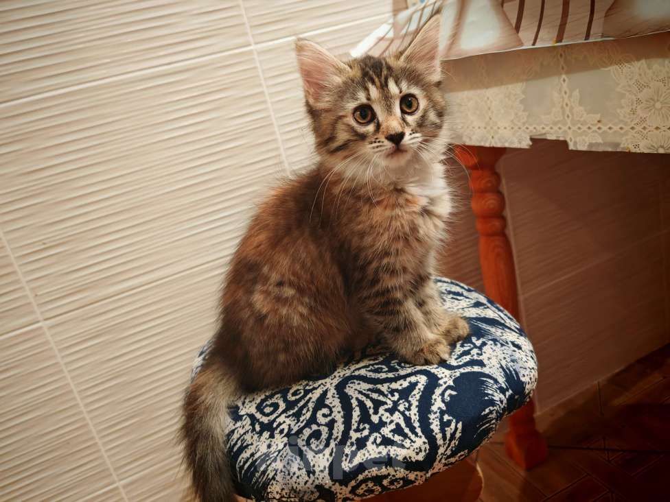 Кошки в Уфе: Ириска Девочка, Бесплатно - фото 4