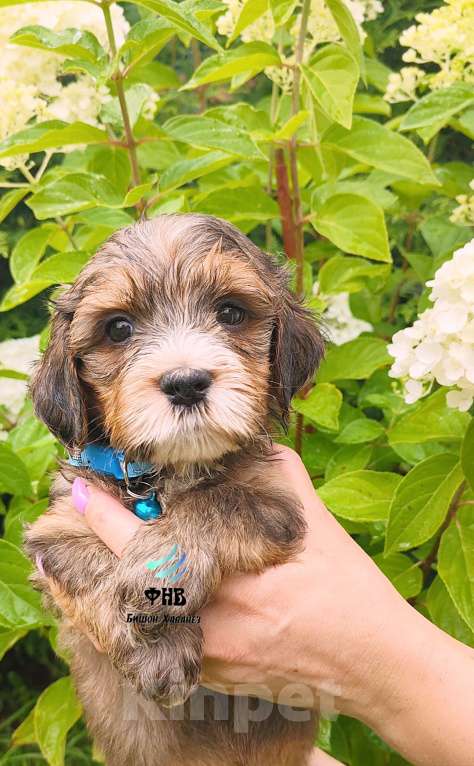 Собаки в Москве: Гаванский бишон Хаванез мальчик Мальчик, 80 000 руб. - фото 5