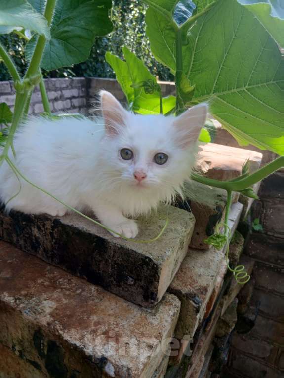 Кошки в Киржаче: Мимишки Девочка, Бесплатно - фото 2