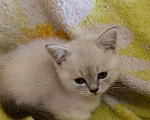 Кошки в Краснодаре: Шотландский прямоухий котёнок Мальчик, 12 000 руб. - фото 6