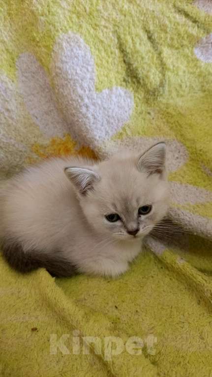 Кошки в Краснодаре: Шотландский прямоухий котёнок Мальчик, 12 000 руб. - фото 6