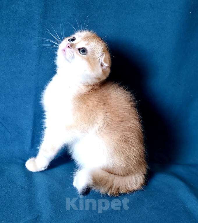 Кошки в Калуге: Richard SFS ny 12 Мальчик, Бесплатно - фото 5