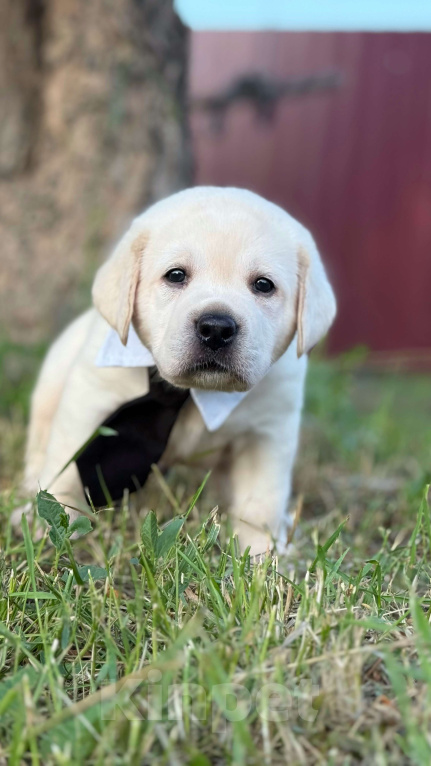 Собаки в Черногорске: Подрощенный мальчик Лабрадора Мальчик, 60 000 руб. - фото 2