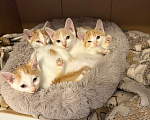 Кошки в Красноярске: Отдам котят в хорошие руки Разнополые, Бесплатно - фото 1