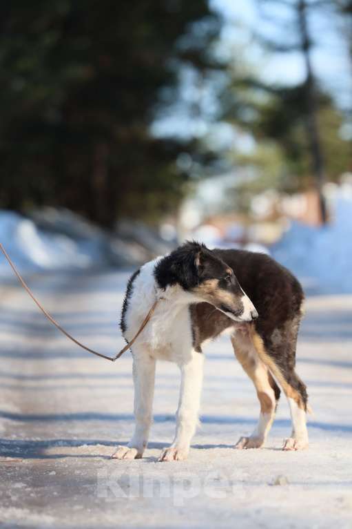 Собаки в Нижнем Новгороде: Русская псовая борзая, щенок Мальчик, 80 000 руб. - фото 7