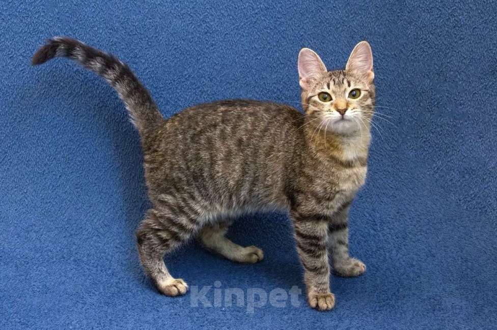 Кошки в Москве: Котенок девочка в добрые руки Девочка, 10 руб. - фото 5