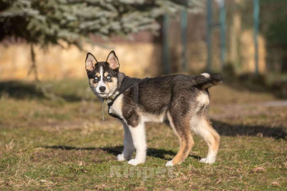 Собаки в Москве: Шейла, 4 месяца, метис хаски, в поиске семьи!  Девочка, Бесплатно - фото 2